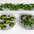 Decorative Green Plants And Moss In White Container With Round Trays And Stones