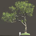 Tall Arbor With Curved Trunk Green Foliage And Two People Standing Nearby