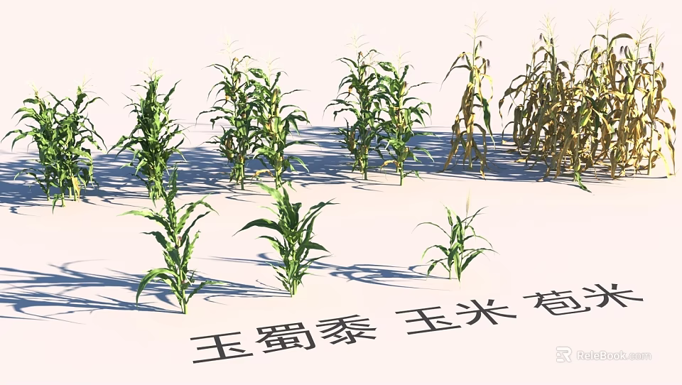 Green and Yellow Corn Stalks in Various Growth Stages for Garden Landscape 3d model 