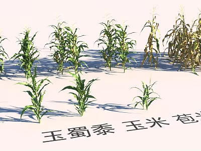 Green and Yellow Corn Stalks in Various Growth Stages for Garden Landscape 3d model