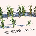 Green and Yellow Corn Stalks in Various Growth Stages for Garden Landscape