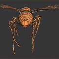 Modern Wasp Bumblebee 3d model