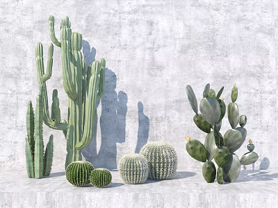 Varieties of Succulent Plants Displayed on White Surface Against Gray Concrete Wall with Shadows 3d model