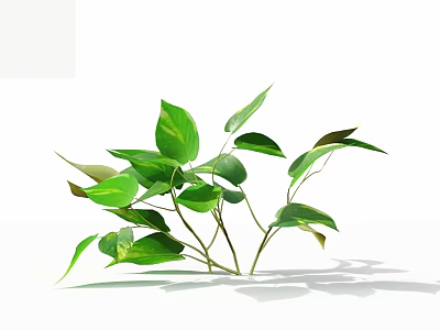 Fresh Green Plant Leaves With Branches On White Background And Natural Shadows 3d model
