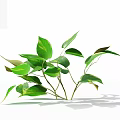 Fresh Green Plant Leaves With Branches On White Background And Natural Shadows