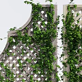 Green Plant Wall With Three Lattice Designs Climbing Vines And Wooden Planters