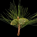 Natural Green Pine Needles With Fresh Cones In Close Up Botanical View