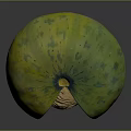 Fresh Cut Open Green Spotted Melon With Orange Flesh And Netted Texture