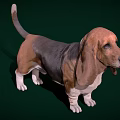 Basset Hound With Large Ears Brown Black Coat White Paws Standing On Green Background