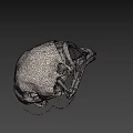 Detailed Bird Skull Anatomy With Intricate Skeletal Structure On Black Background
