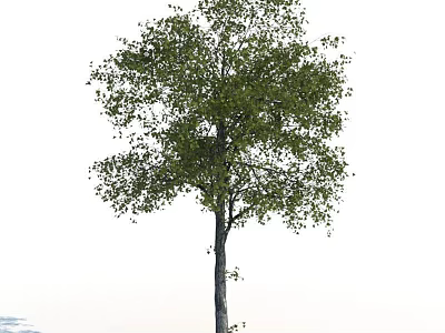 Tall Deciduous Tree With Lush Green Foliage And Straight Trunk In Natural Environment 3d model