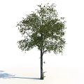 Tall Deciduous Tree With Lush Green Foliage And Straight Trunk In Natural Environment