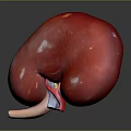 Human Abdominal Organ Kidney Detailed Anatomical Structure 3D Rendering Visualization View 3d model