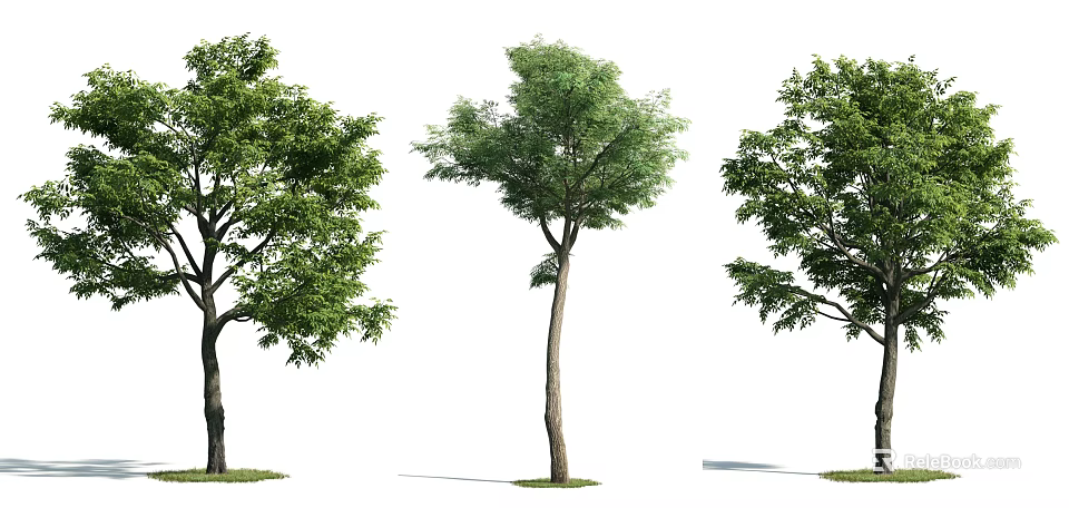 Three Arbor Trees With Various Shapes Lush Green Leaves And Straight Trunks 3d model 
