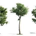 The Modern Tree 3d model