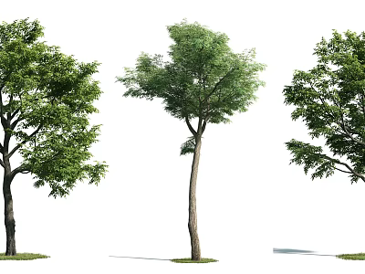 Three Arbor Trees With Various Shapes Lush Green Leaves And Straight Trunks 3d model