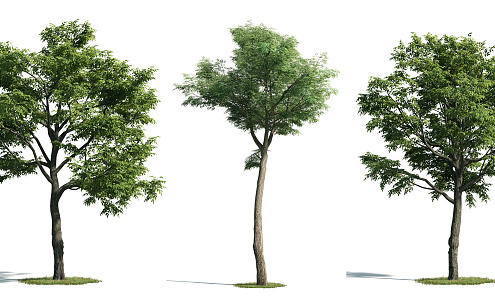 The Modern Tree 3d model