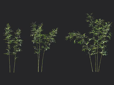 Green Bamboo Plants With Diverse Growth Forms On Black Background 3d model