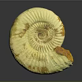 Yellowish White Ammonite Fossil With Spiral Shell Texture And Brown Spots On Gray Background