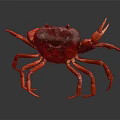 Red Crab With Extended Legs Large Claws And Shiny Body On Dark Background