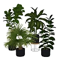 Various Types of Indoor Potted Plants with Green Leaves in Black Pots and Stands