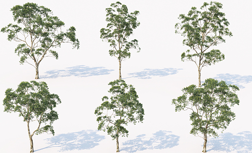 Modern Tree Park Tree 3d model