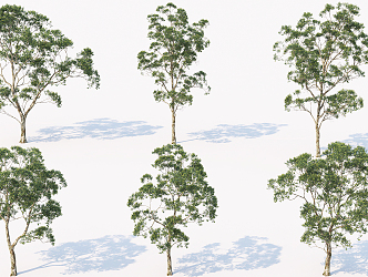 Modern Tree Park Tree 3d model