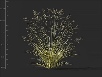 Tall Ornamental Grass With Slender Green Yellow Leaves And Feathery Spikelets 3d model
