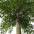 Arbor Tree With Lush Green Leaves And Thick Textured Trunk Natural View