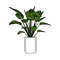 Fresh Potted Plant With Large Green Leaves In White Ceramic Pot