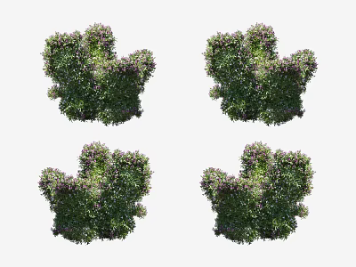 Four Lush Green Shrubs With Purple Foliage For Garden Landscaping 3d model