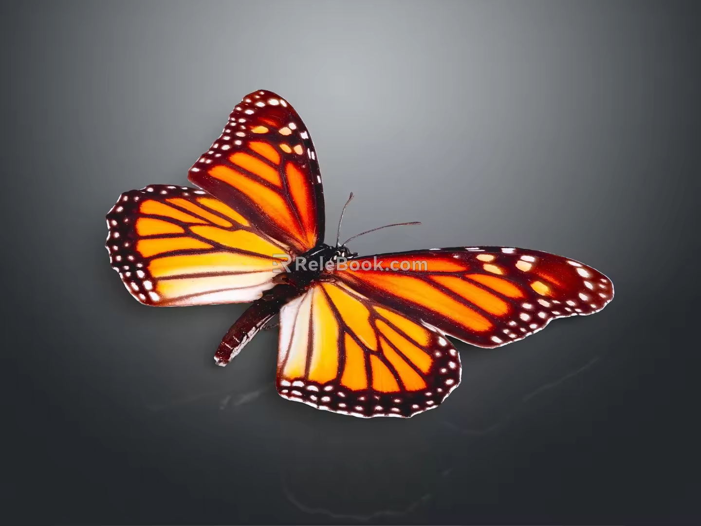 Modern Butterfly Colored Butterfly Tabby Butterfly Leaf Butterfly 3d model
