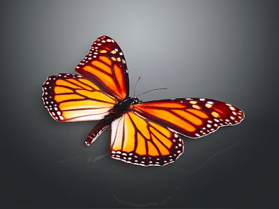 Vibrant Monarch Butterfly With Spread Orange And Black Wings And White Spots On Dark Background 3d model