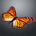 Modern Butterfly Colored Butterfly Tabby Butterfly Leaf Butterfly 3d model