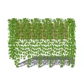 Lush Green Vines Covering Wooden Trellis Gracefully Hanging With Dense Foliage