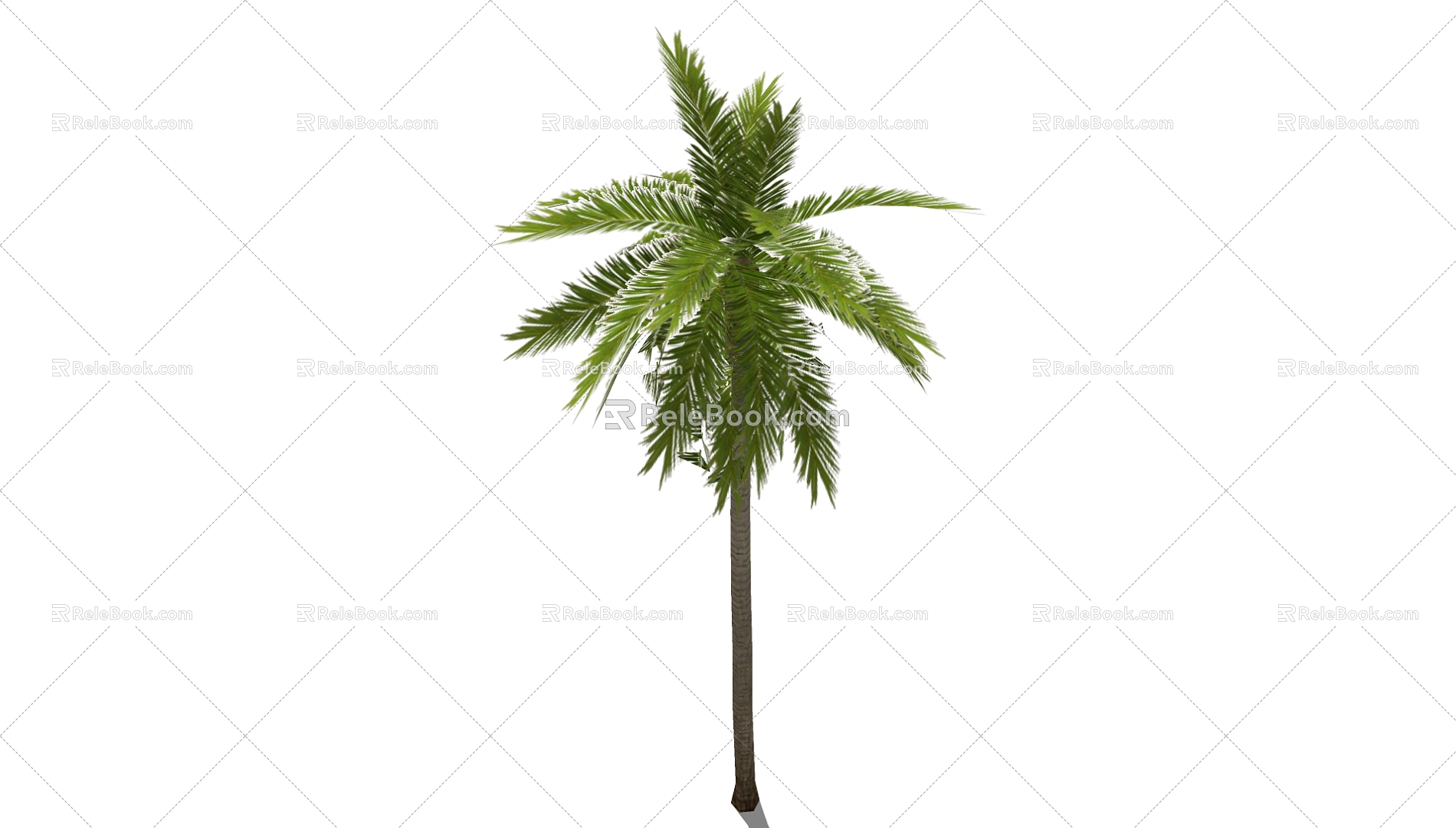 Coconut Tree 3d model