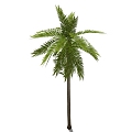 Coconut Tree 3d model