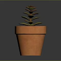 Succulent Plant With Green And Brown Leaves In Orange Terracotta Pot On Dark Background