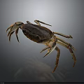 Dark Brown Crab With Prominent Claws And Extended Legs On Gray Surface