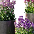 Potted Bonsai Plants With Healthy Lush Purple Flowers In Black Cylindrical Pots Three Different Sizes