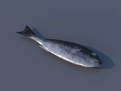 Silver Fish with Black Tail Fin Shiny Scales and Green Eye on Gray Background 3d model