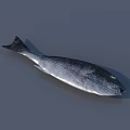 Silver Fish with Black Tail Fin Shiny Scales and Green Eye on Gray Background
