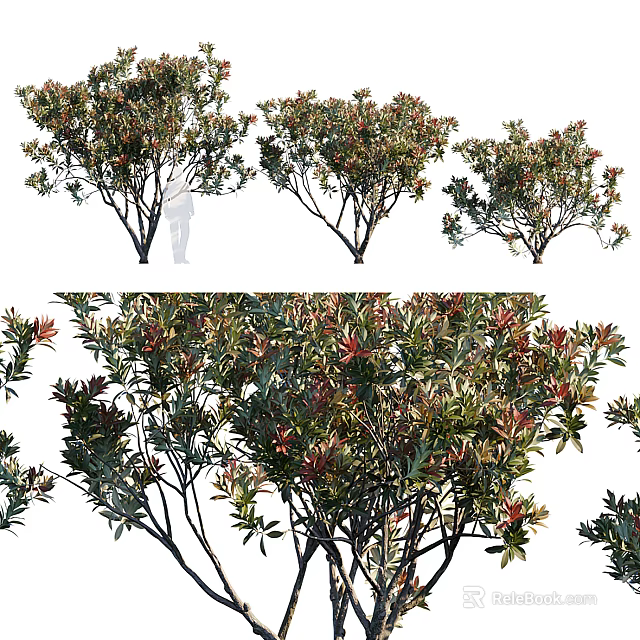 Ornamental Trees With Lush Green And Red Foliage Various Shapes For Garden Design 3d model 