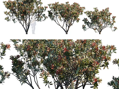 Ornamental Trees With Lush Green And Red Foliage Various Shapes For Garden Design 3d model