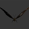 Flying Animal Butterfly With Orange Purple Iridescent Spread Wings On Grey Background