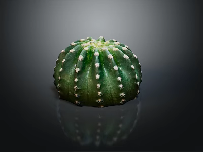 Green Round Cactus Plant With White Spines On Dark Background And Reflection 3d model