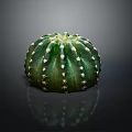 Green Round Cactus Plant With White Spines On Dark Background And Reflection