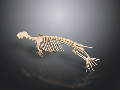 Otter Skeleton Showing Skeletal Organs And Fur Bearing Mammal Characteristics On Dark Background 3d model