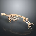 Otter Skeleton Showing Skeletal Organs And Fur Bearing Mammal Characteristics On Dark Background