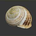 Vibrant Striped Marine Seashell Featuring White Orange Brown Spiral Pattern On Dark Background
